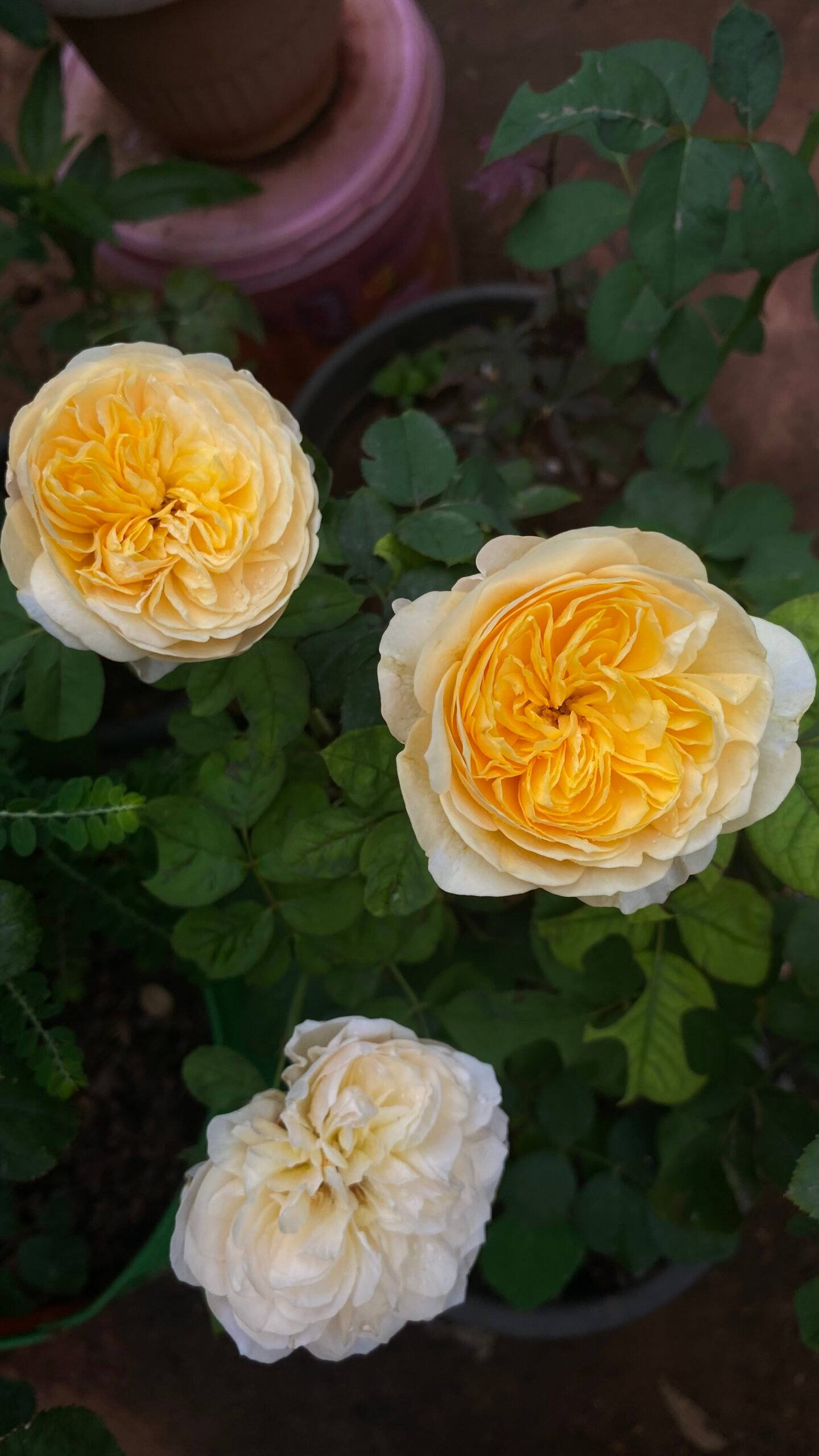 DA Wedding Rose